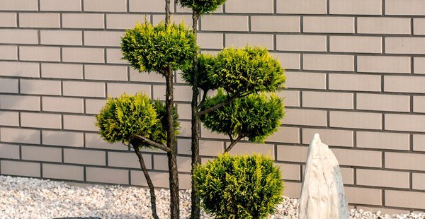 placi si caramide roben md placi si caramide roben md